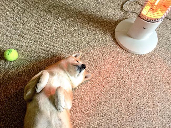 VỆ SINH THẢM KHI CÓ THÚ CƯNG CẦN LƯU Ý ĐIỀU GÌ?
